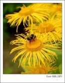Bee on a Flower